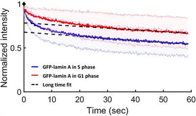 The Dynamics of Lamin a During the Cell Cycle